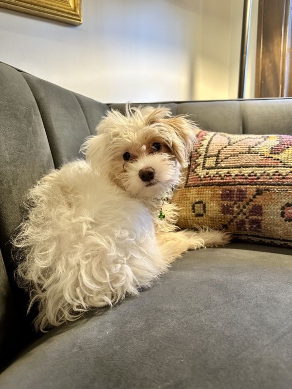 Maltipoo  Pecan thumbnail 3