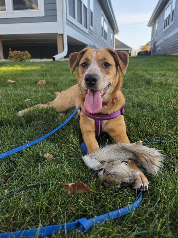 Caramello thumbnail 2