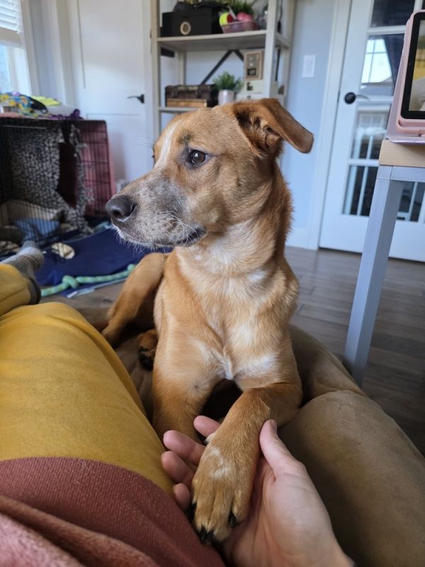 Caramello thumbnail 3