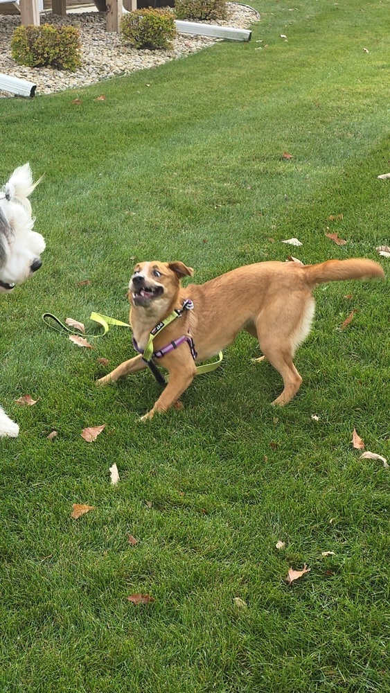 Caramello thumbnail 4