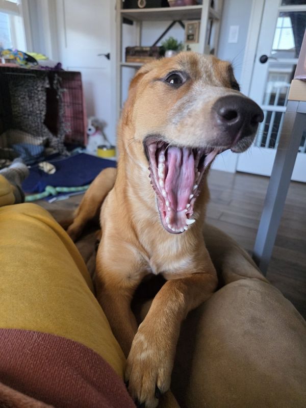 Caramello thumbnail 5