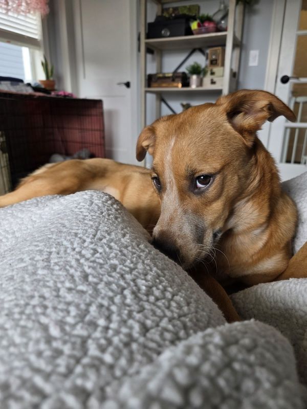 Caramello thumbnail 6