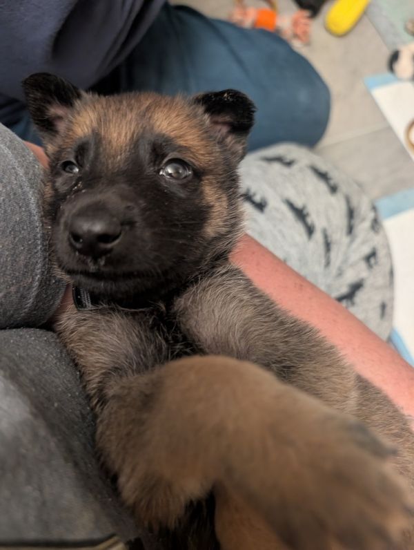 Baby Bowser Located In photo 1