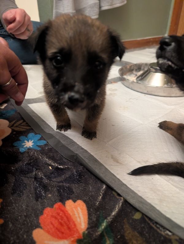 Baby Bowser Located In thumbnail 2