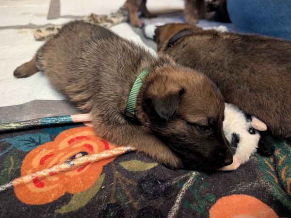 Baby Luigi  Located thumbnail 2