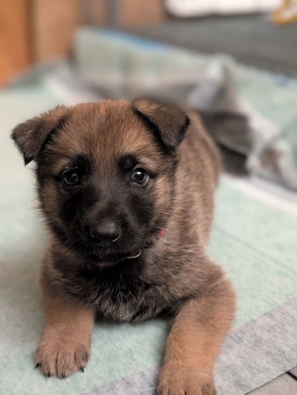 Baby Mario Located In