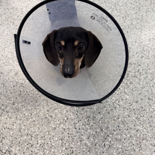 Yuengling thumbnail 2