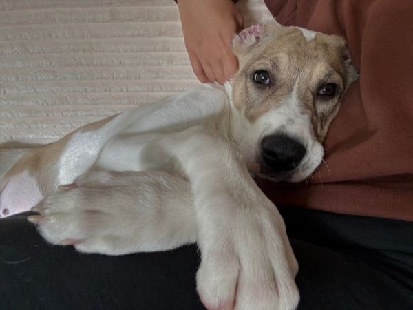 Monkey X thumbnail 2