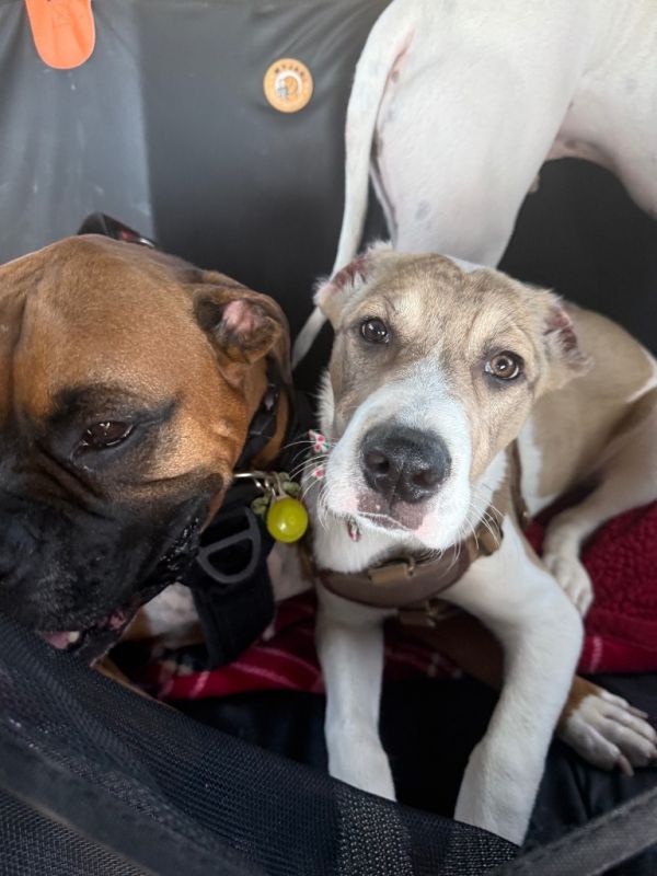 Monkey X thumbnail 3