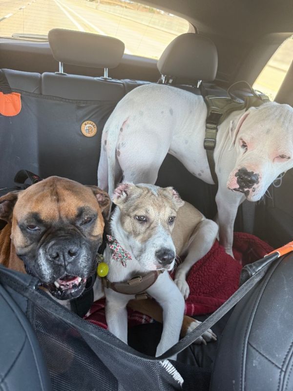 Monkey X thumbnail 4