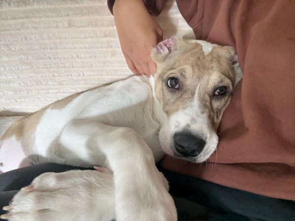 Monkey X thumbnail 6