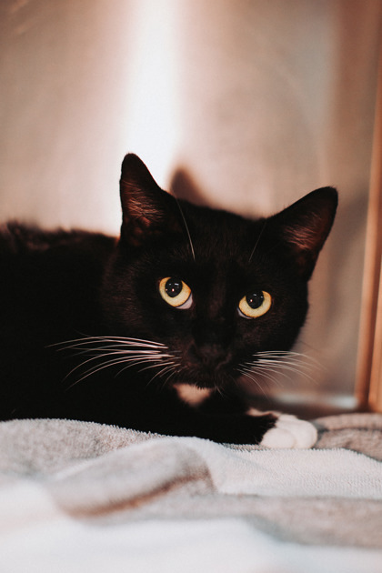 88958a Scarlett-Pounce Cat Cafe