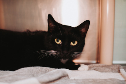 A Scarlettpounce Cat Cafe thumbnail 2