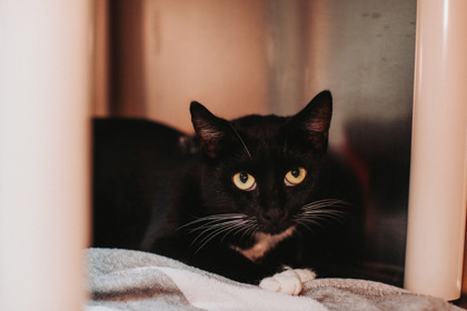 A Scarlettpounce Cat Cafe thumbnail 3