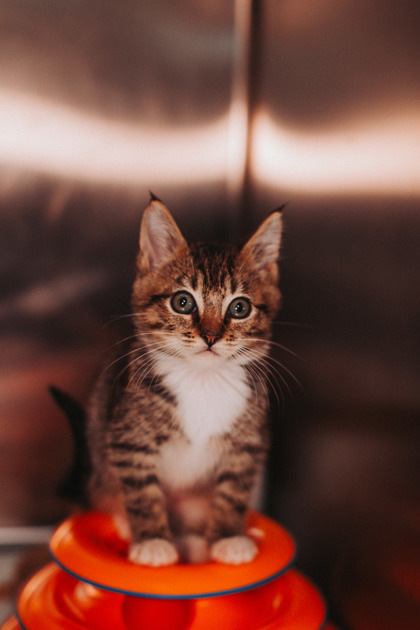 A Bumbershoot thumbnail 2