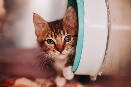 A Bumbershoot thumbnail 3