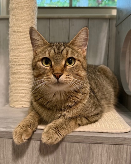 Macadamia thumbnail 2