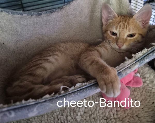 Cheeto Bandito