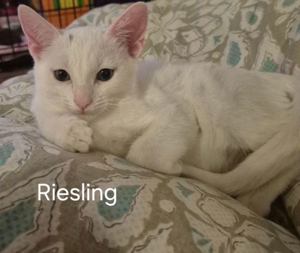 Riesling