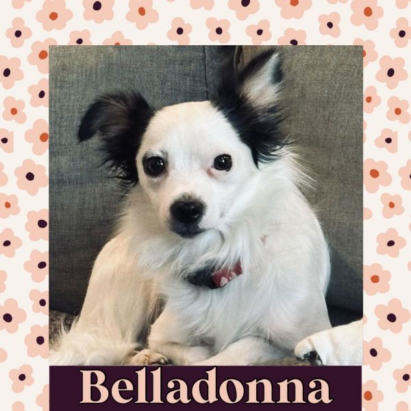 Belladonna