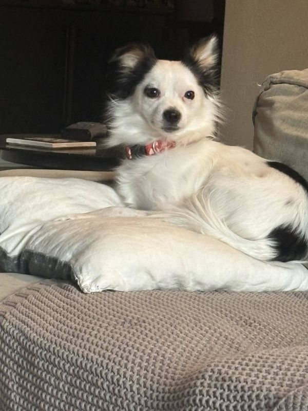 Belladonna thumbnail 2