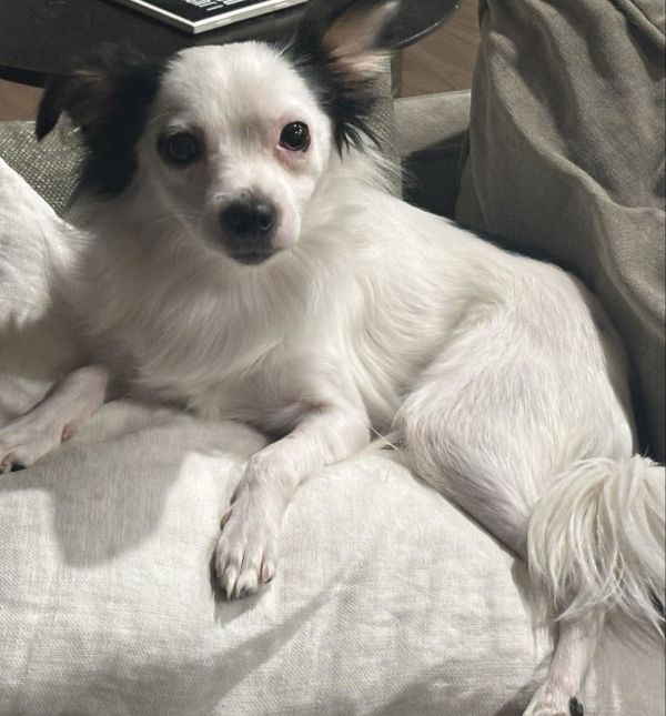 Belladonna thumbnail 3