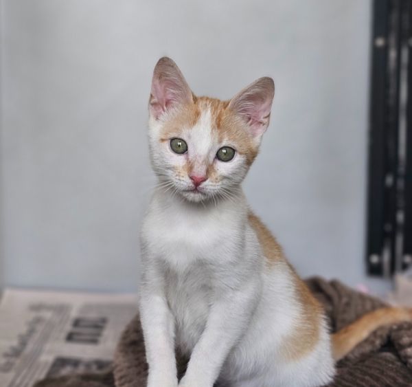 Butters (Chef Boyardee)