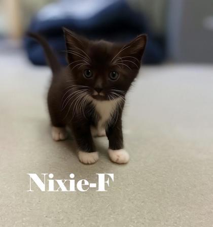 Nixie