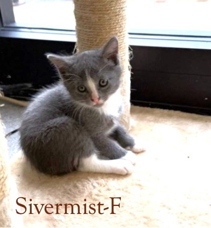 Silvermist