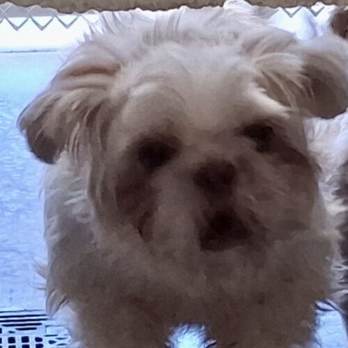 Stella Artois thumbnail 2