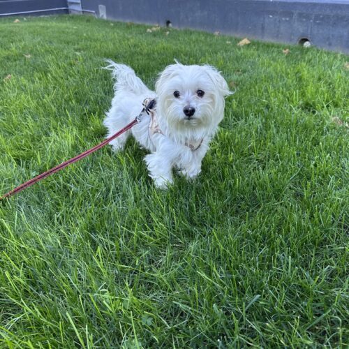 Michelob Ultra thumbnail 2