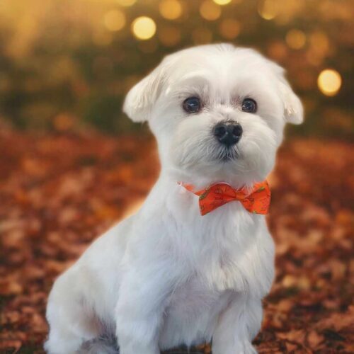 Michelob Ultra thumbnail 3