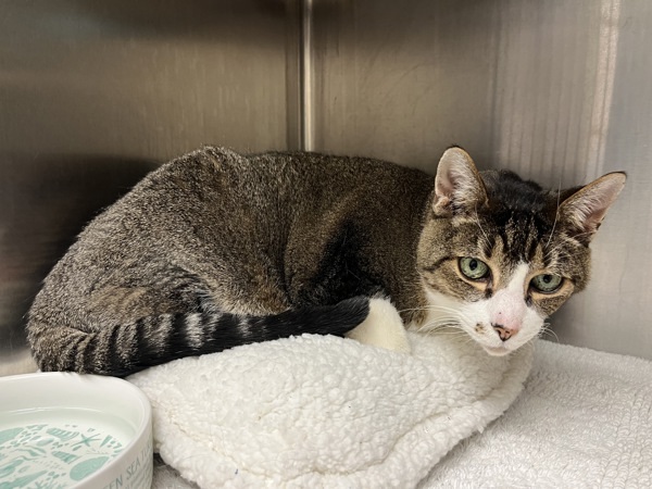 Dutch (companion To Lamia)