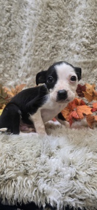 Green Bean Casserole