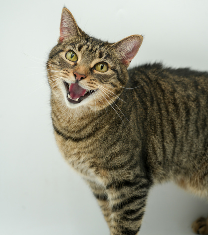 Bella - NO small children