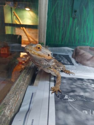 Beardie 11-02
