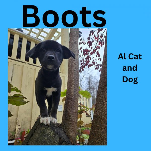 Boots (Willow pup 5)