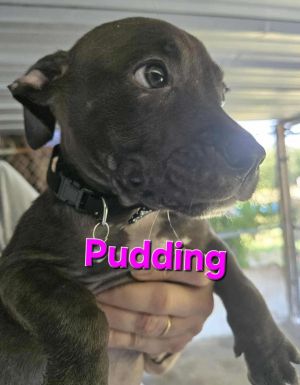 Pudding