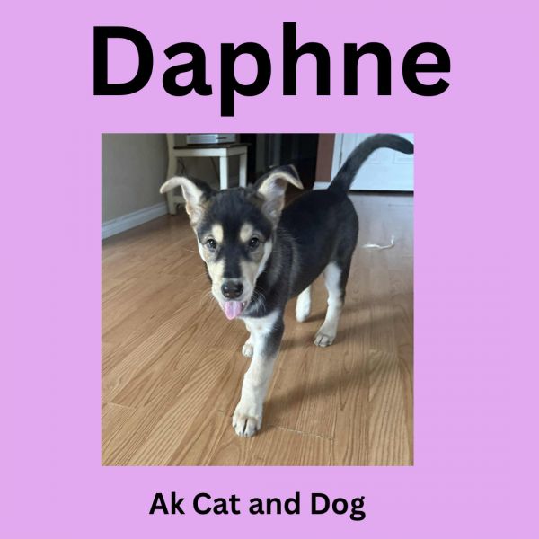 Daphne photo 1