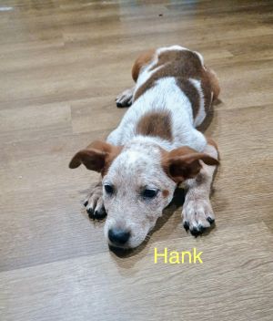 Hank