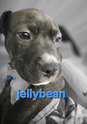 Jellybean