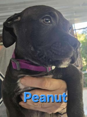 Peanut