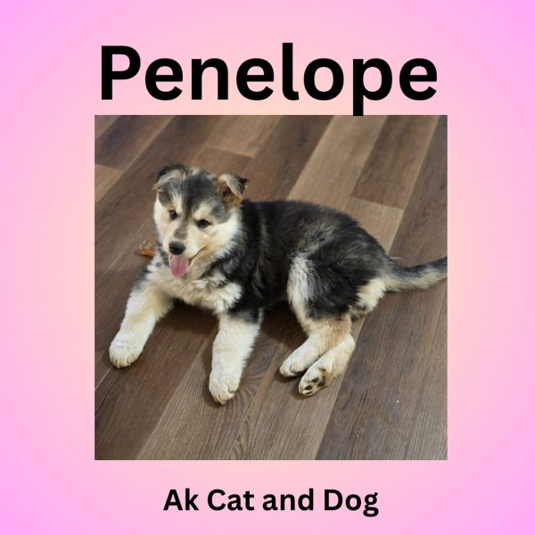 Penelope (Darcy pup)