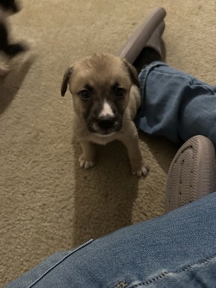 Chocolate Chip Skillet Cookie