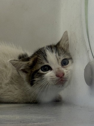 Red Hot Chilli Pepper