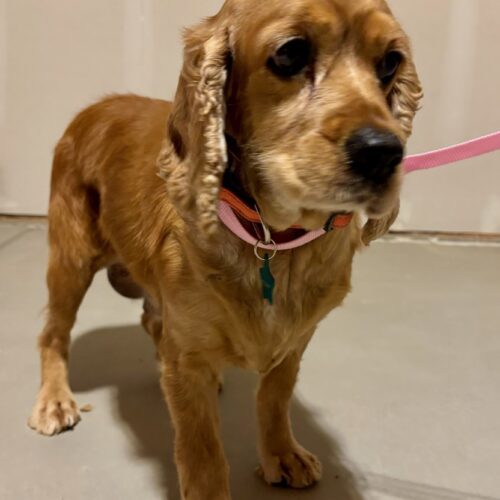 Ginger M thumbnail 3