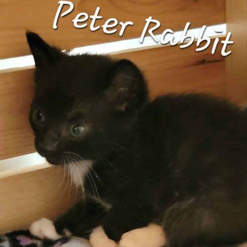 Peter Rabbit