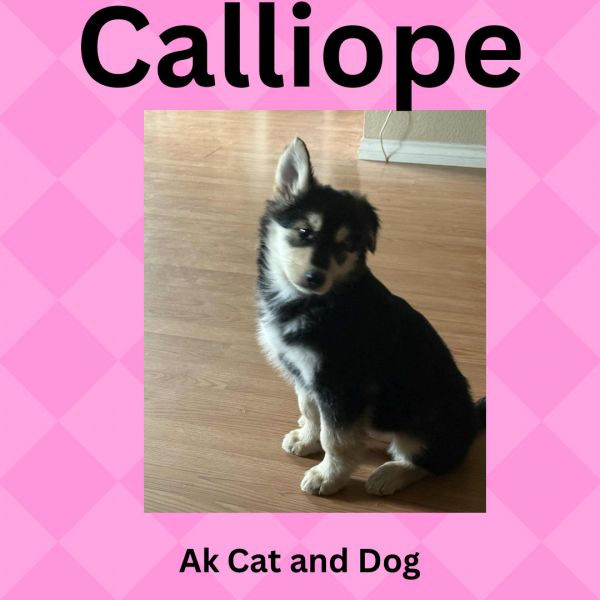 Calliope (Darcy pup)