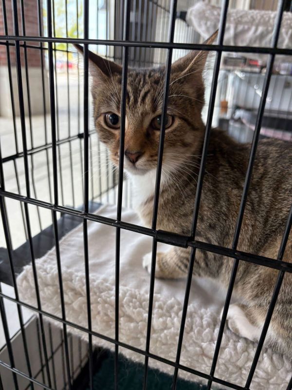 Stormy (Sky Kittens)