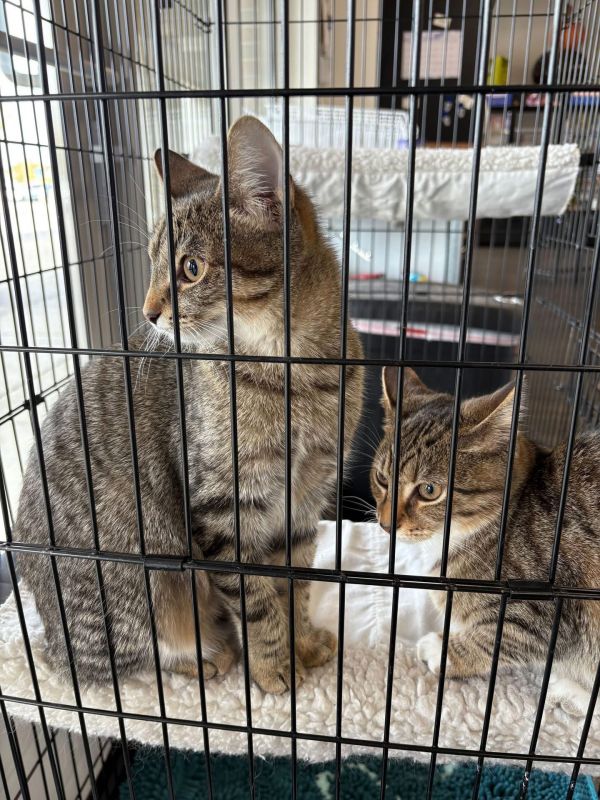 Gray Skies (Sky Kittens)